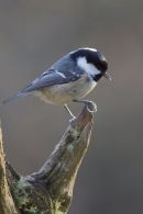 Marsh Tit